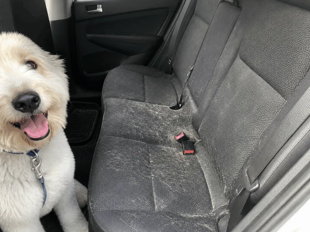 A fluffy white dog sits in the backseat of a car, smiling with its tongue out. The car seat is covered in pet hair, making it clear that regular Car Cleaning—and perhaps even the Best Car Shampoo—are must-haves for pet owners.