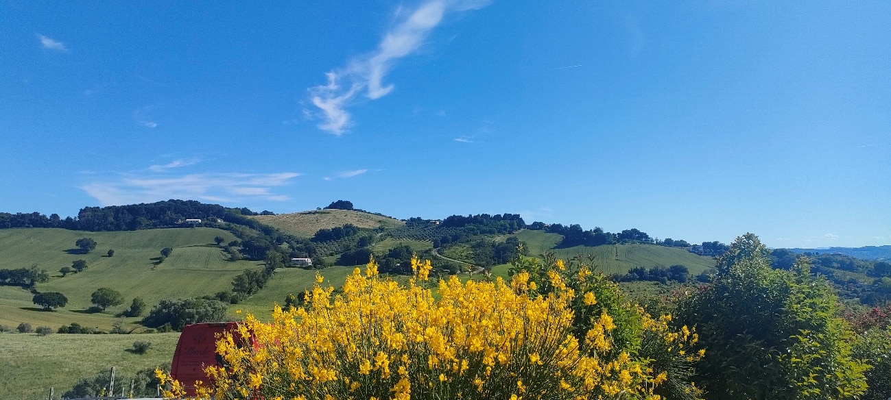 viรฑedo-lemarche