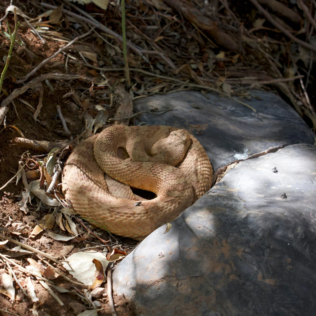 Grand Canyon Pink Snake Snake while hiking grand canyon