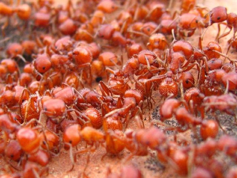 Bugs in Grand Canyon! 1 Red Harvester Ants - credit NPS