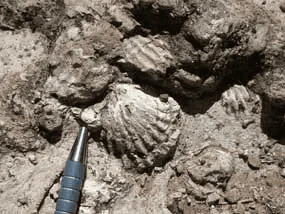 The Grand Canyon is Full of Fossils! 1 Shell fossils credit NPS 1