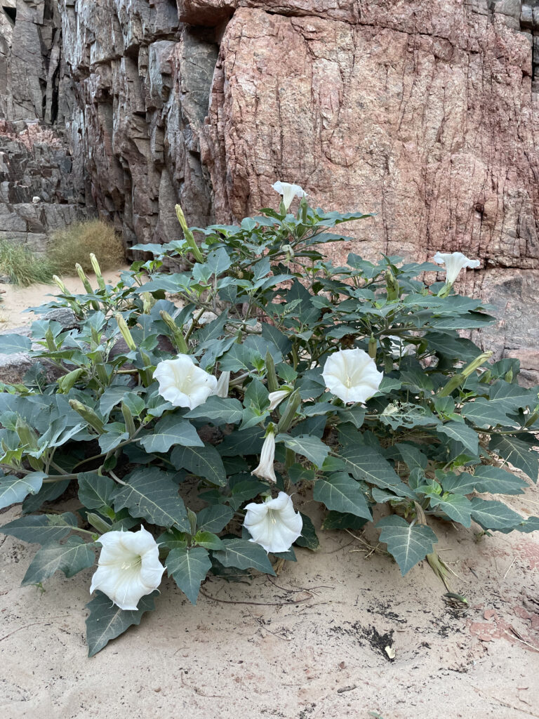 6 Grand Canyon Flowers to Spot on Your Hatch Trip 1 Sacred Datura - one of many Grand Canyon flowers.