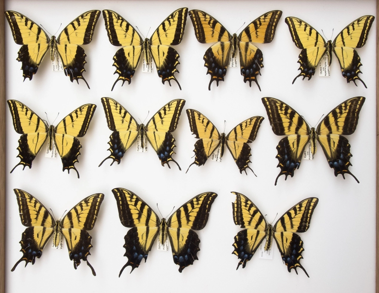 4 Fascinating Butterflies and Moths of the Grand Canyon | Hatch