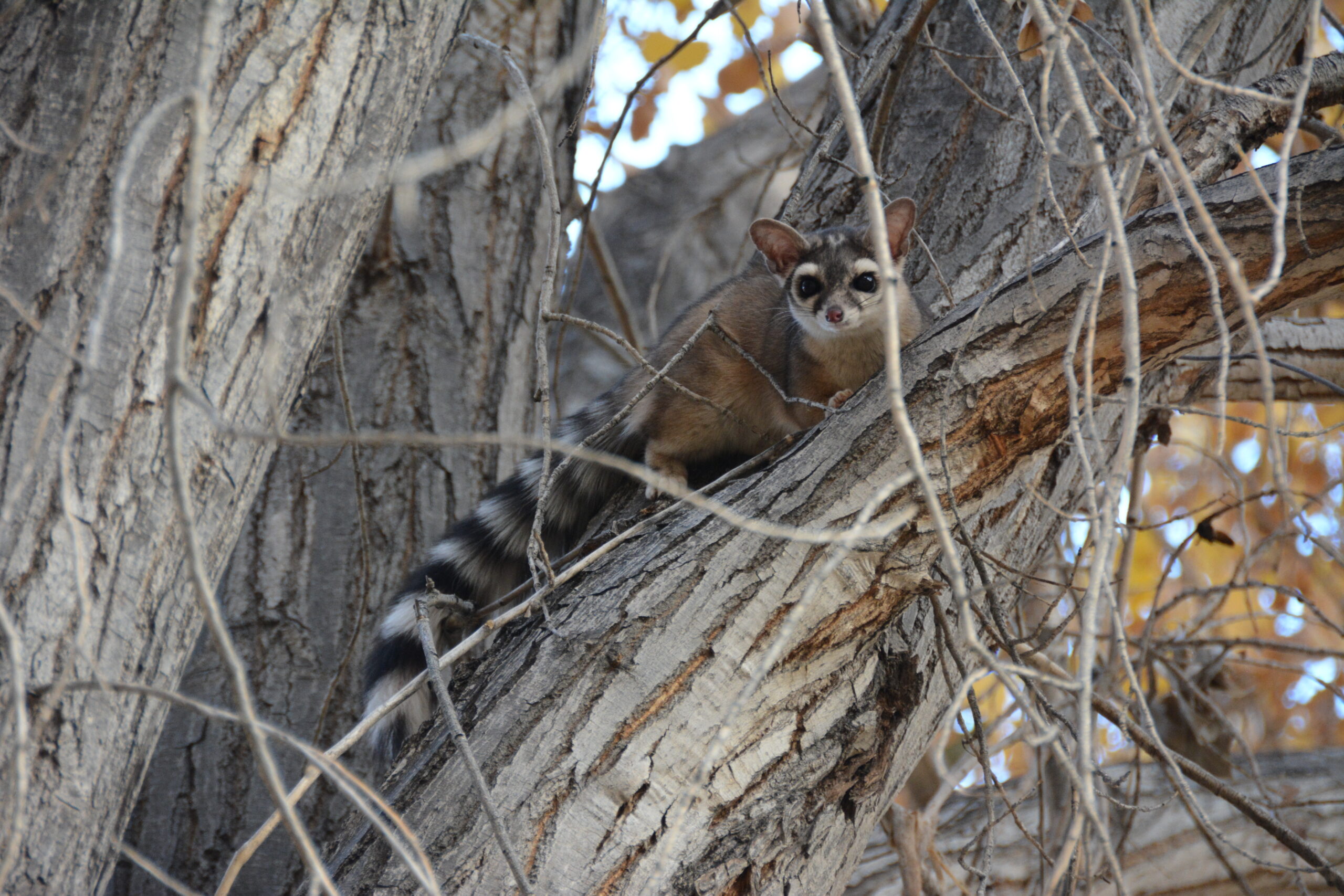 Ringtail in tree Credit: NPS Ringtail in tree Credit: NPS