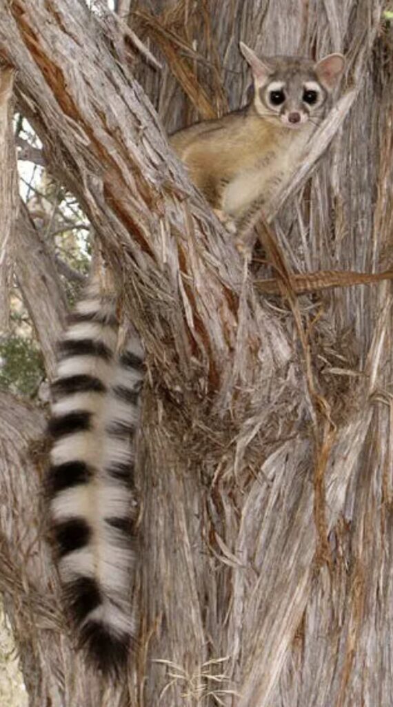 Meet the Ringtail: The Grand Canyon’s Nighttime Visitor 1 Ringtail Credit: NPS