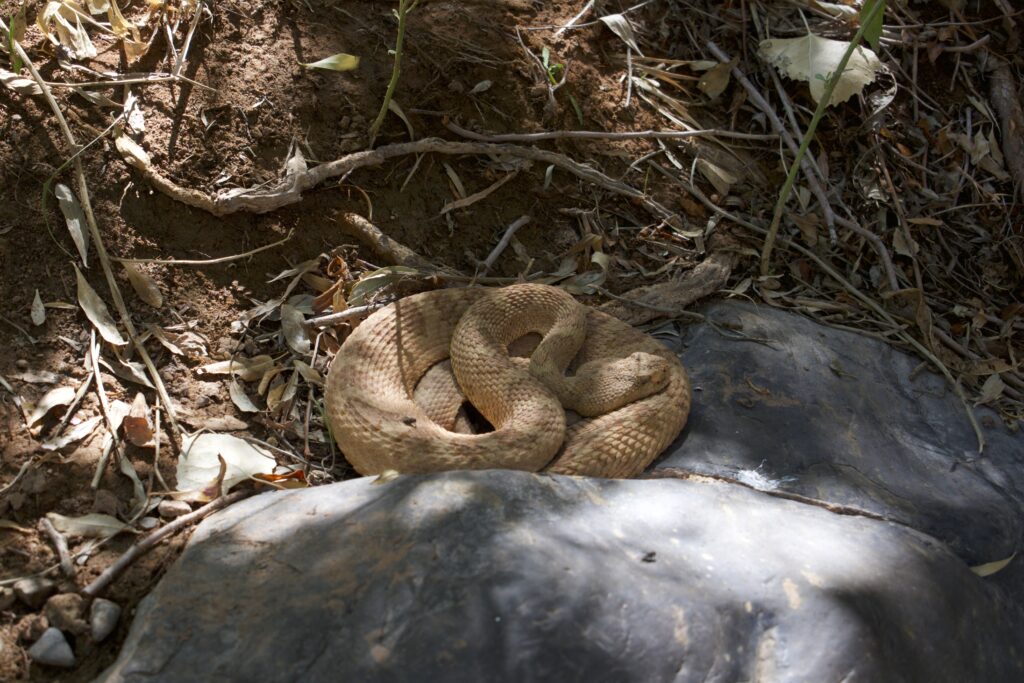 The Grand Canyon’s Pink Rattlesnake 1 Grand Canyon Rattlesnake curled up and resting