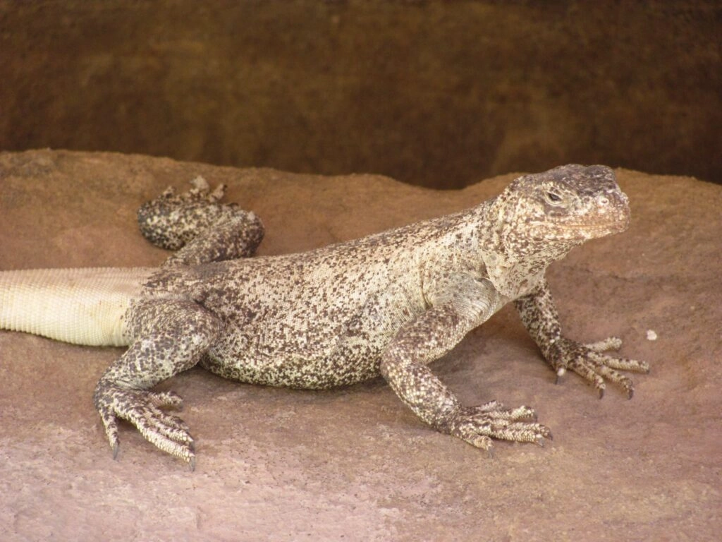 Lizards in the Grand Canyon | Hatch River Expeditions