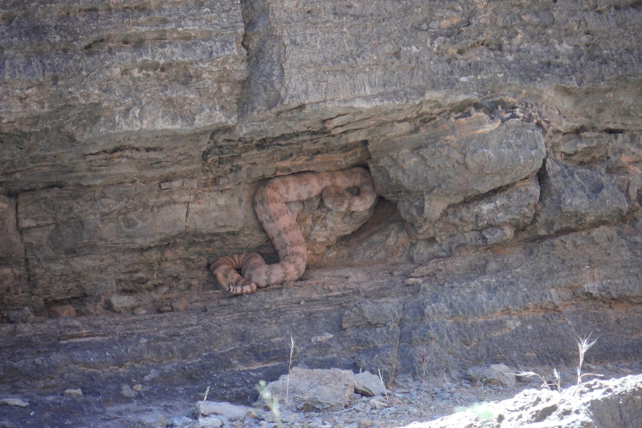 Grand Canyon Pink Rattlesnake Grand Canyon Pink Rattlesnake