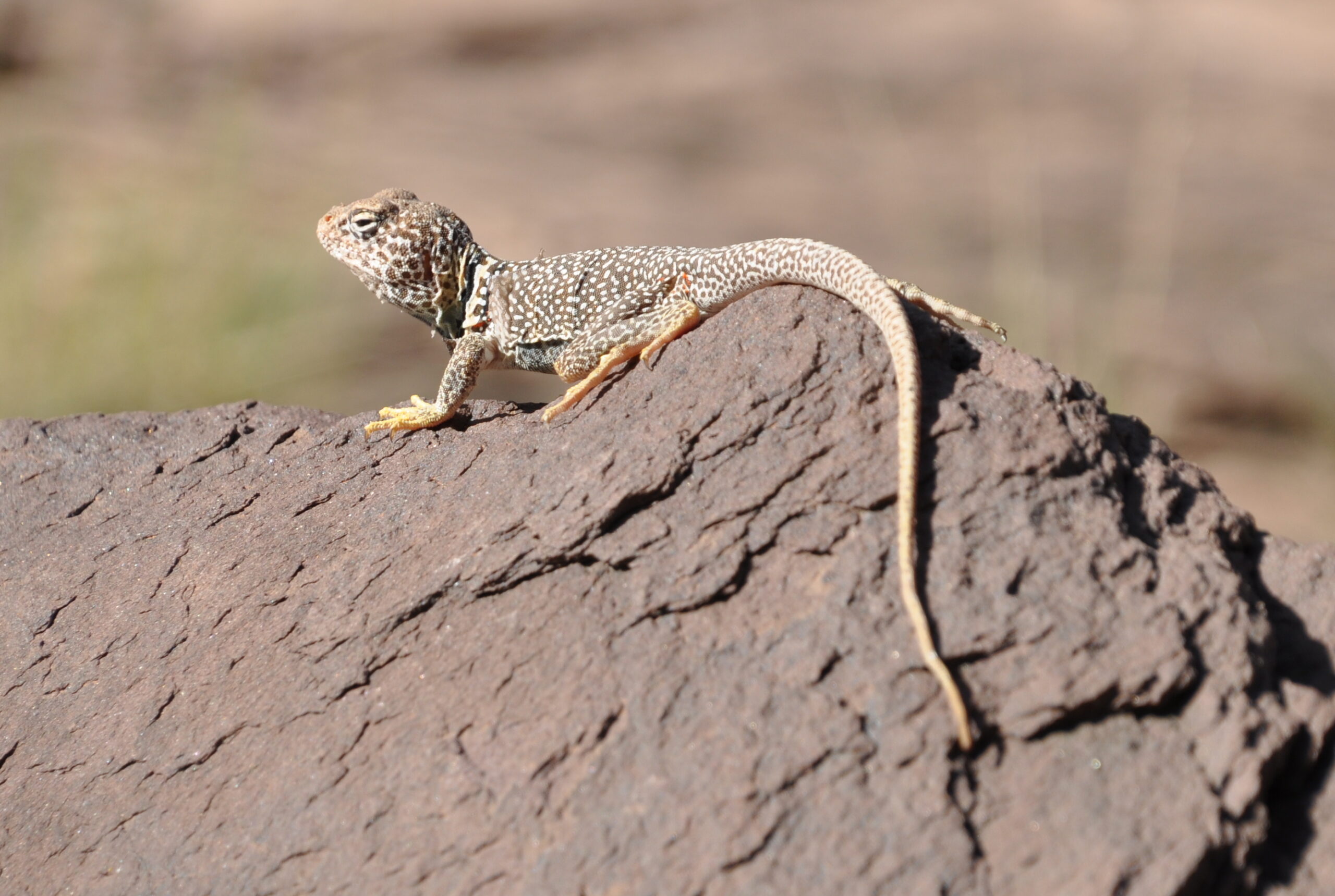 Collared Lizard sits on a rock Collared Lizard sits on a rock