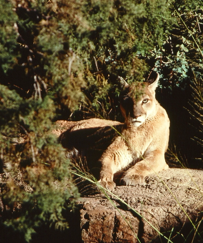 Mountain Lions: Meet the Grand Canyon’s Apex Predator 1 Mountain Lion Credit: NPS