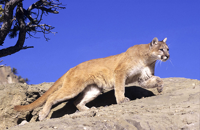 Mountain Lion Credit-GCNPS Mountain Lion Credit-GCNPS