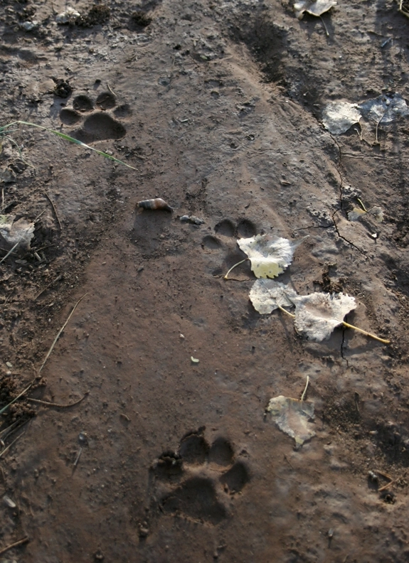 Mountain Lions: Meet the Grand Canyon’s Apex Predator 2 Mountain Lion Tracks Credit-NPS