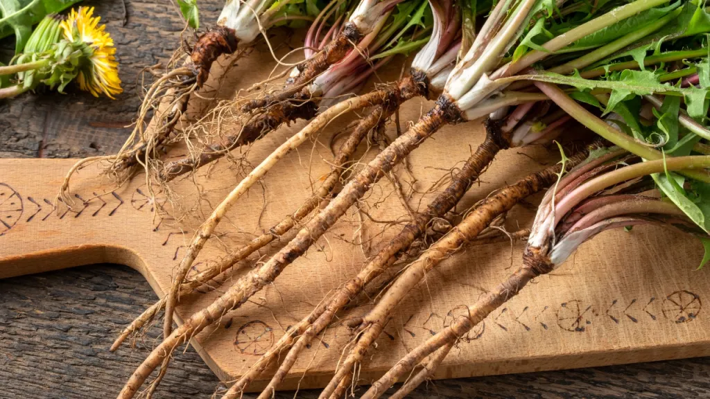 dandelion root