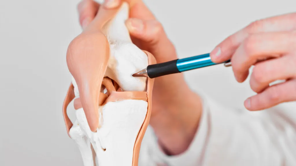 Cartilage - Joint Health