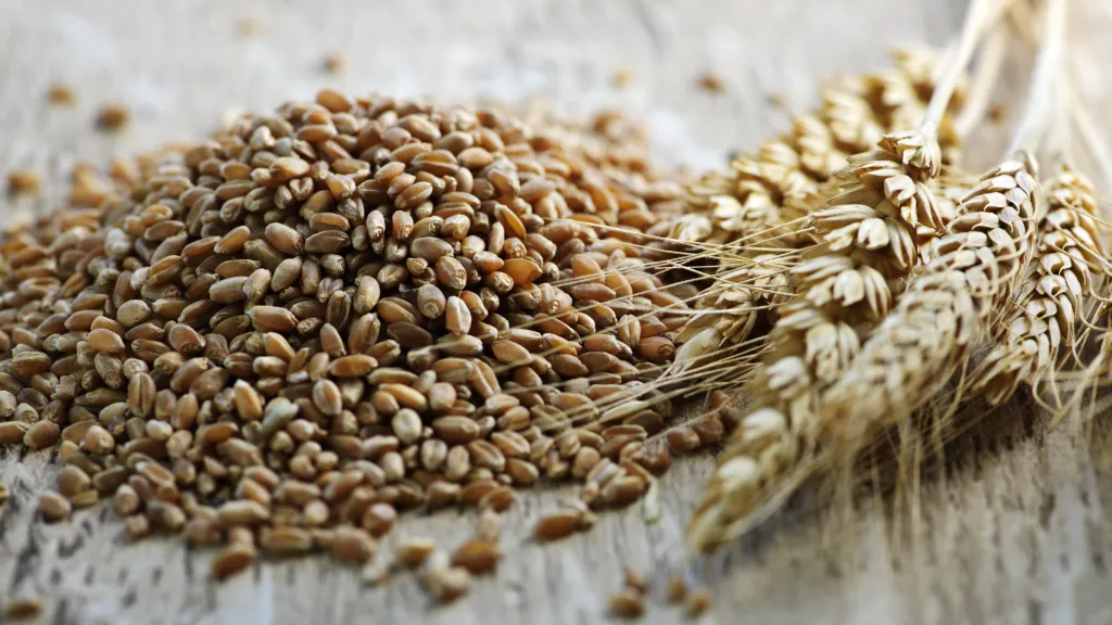 Whole Wheat and Rye