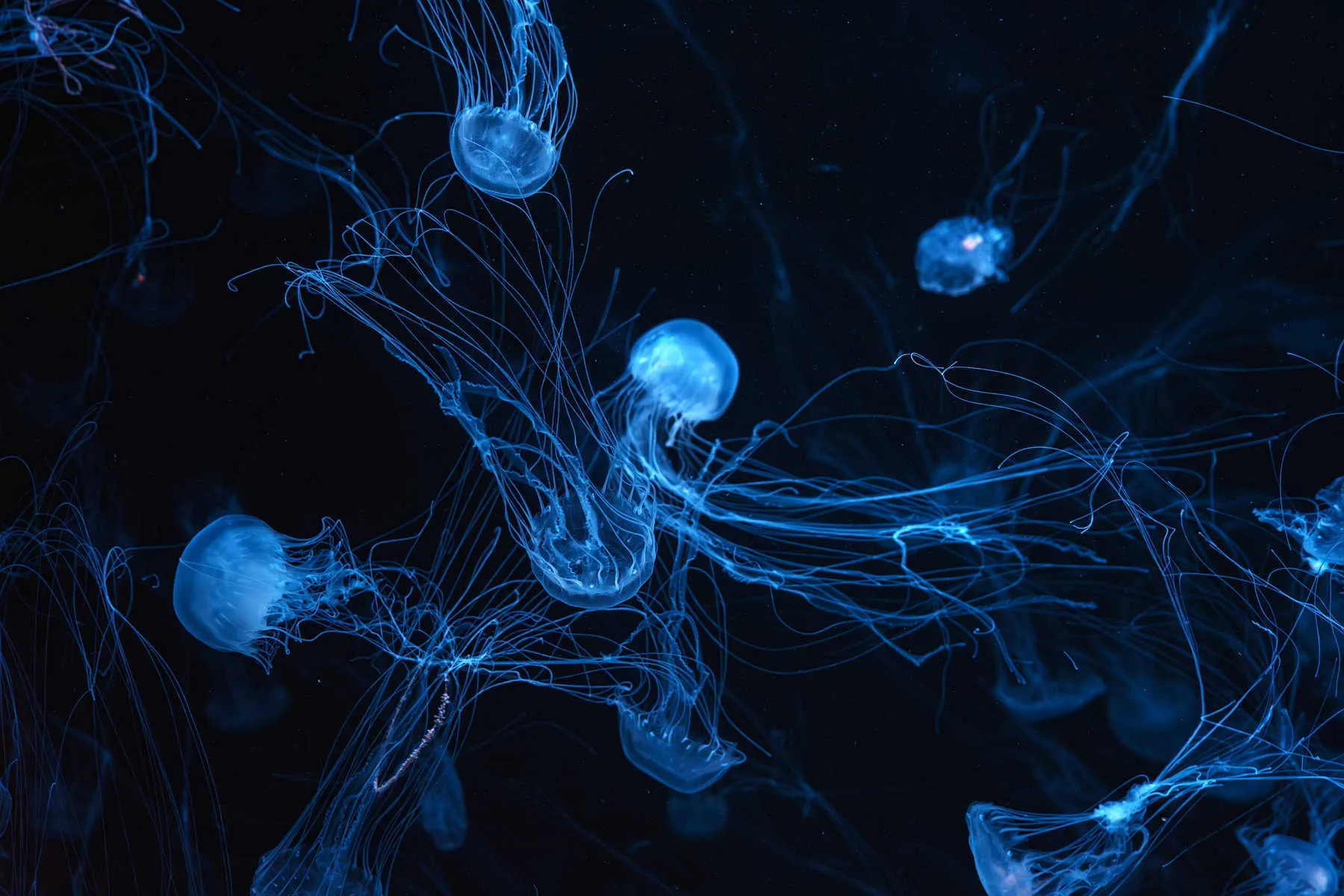 Hoe Planten Kwallen Zich Voort