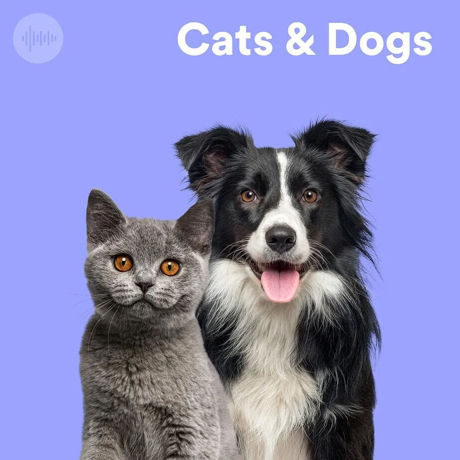 Cats & Dogs Playlist: The Ultimate Relaxing Pet Music Soundscape