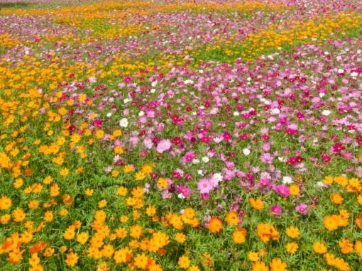 2026 Guide: Native Plants Colorado Enthusiasts Love 2026 Guide: Native Plants Colorado Enthusiasts Love