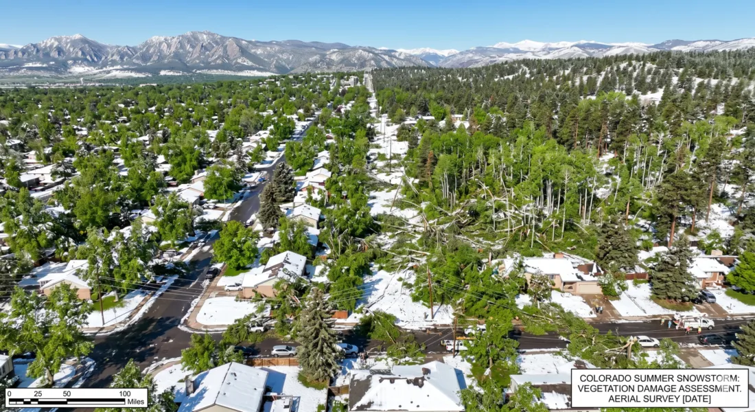 Colorado Green Canopy