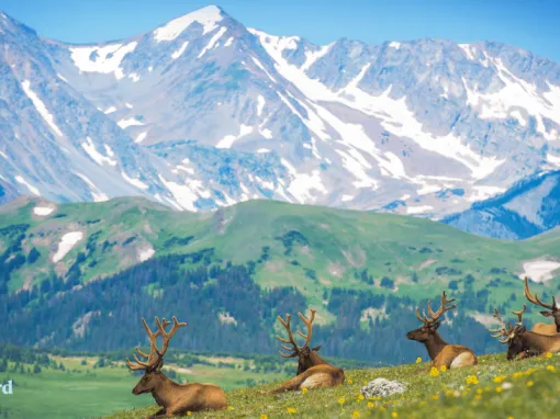 Mountain Magic: Coexisting with Colorado’s Incredible Wildlife Mountain Magic: Coexisting with Colorado’s Incredible Wildlife