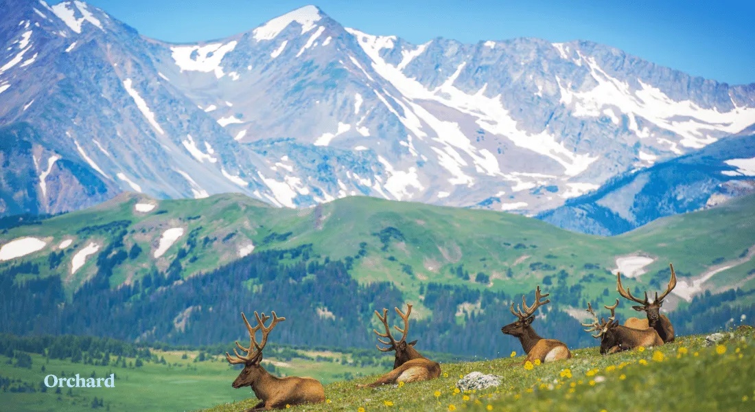 Colorado Wildlife