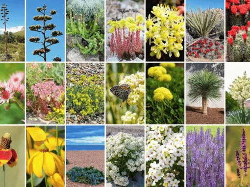 2026 Guide: Native Plants Colorado Enthusiasts Love 2026 Guide: Native Plants Colorado Enthusiasts Love