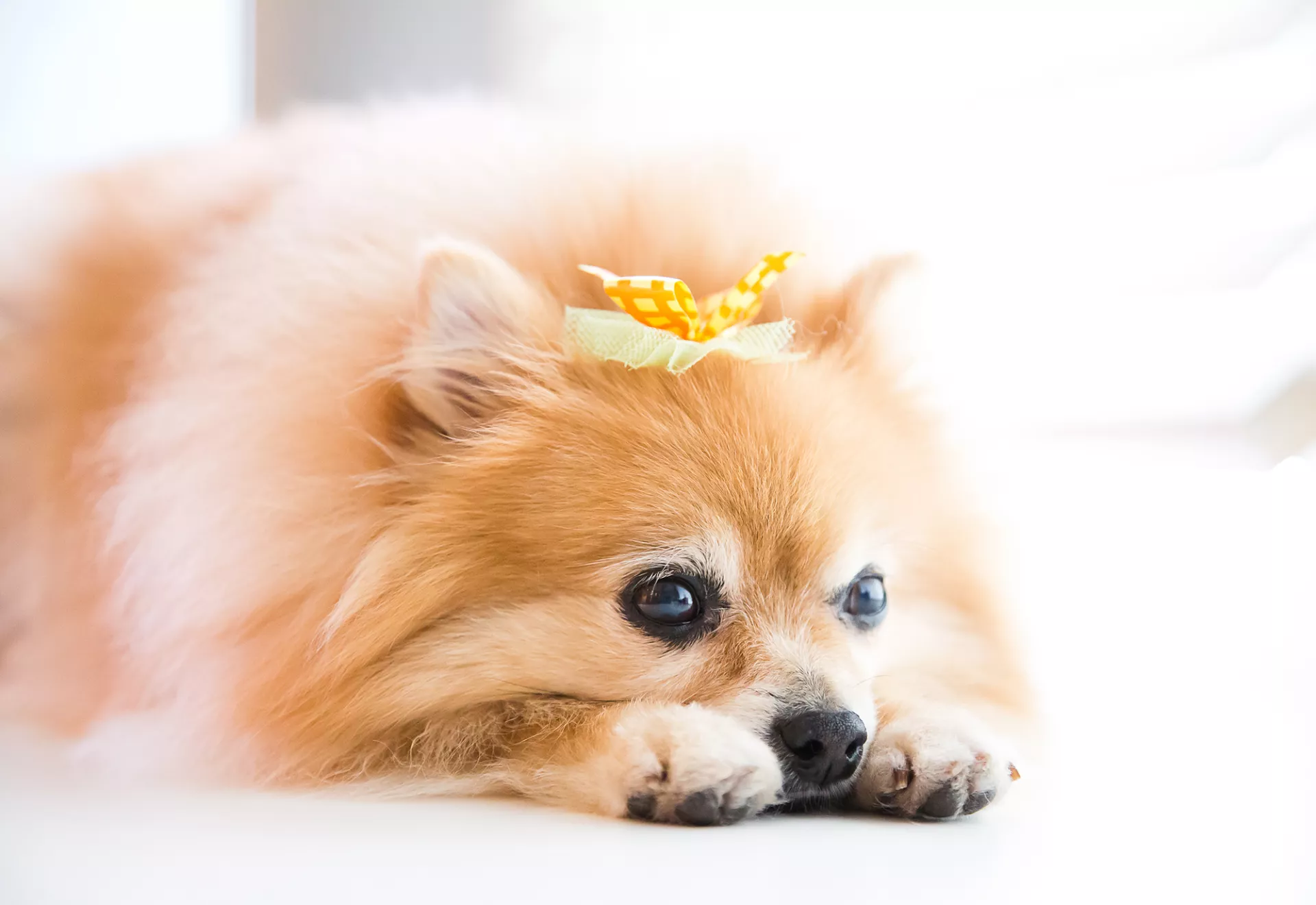 Pancake – More than an office dog Pancake - More than an office dog
