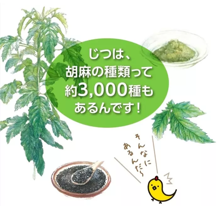 ゴマの植物、葉、ゴマ粉の皿、黒ゴマのボウルのイラスト。日本語の吹き出しには、ゴマには約3,000種類あると書かれています。黄色い鳥は、青襄 (いきいきせいじょう) についての楽しい事実を教えてくれます。.