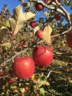 信州松本市りんご園の澄み切った青空を背景に、緑と黄色の葉をつけた木の枝にぶら下がる2個の熟した赤いサンフジりんごのアップ。.