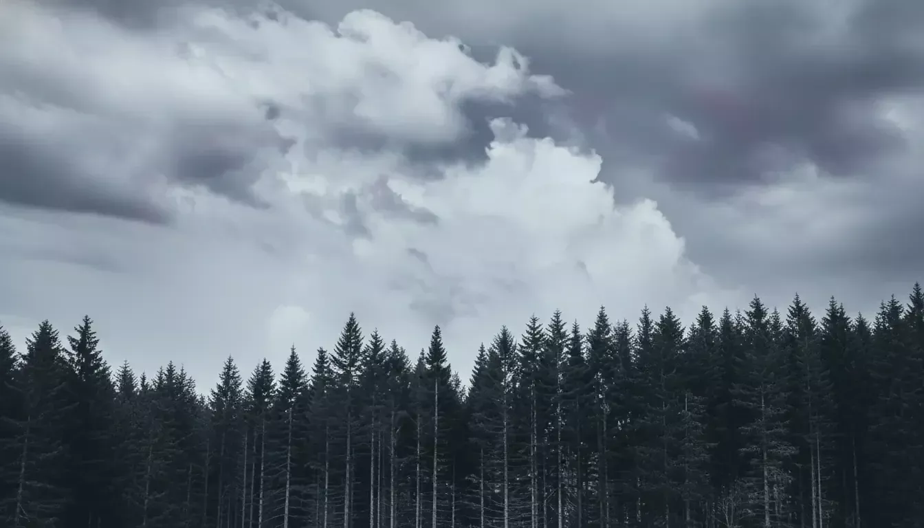 A dense forest of tall pine trees forms a dark, jagged silhouette against a dramatic, cloudy sky—much like the moody and serene atmosphere sought by any SEO Content Strategist aiming for top Google ranking. Thick, gray clouds suggest an overcast or stormy mood.