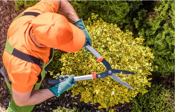 A landscaper is engaged in trimming a bush, enhancing the landscape around him.