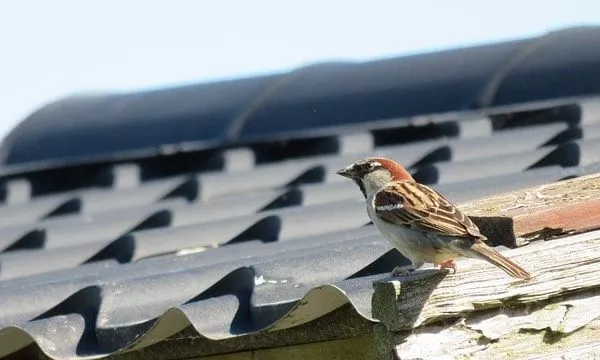 Shingled roof sparrow sitting on eave