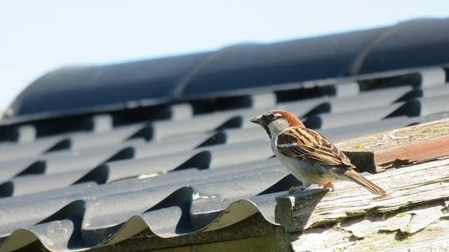 Shingled roof sparrow sitting on eave