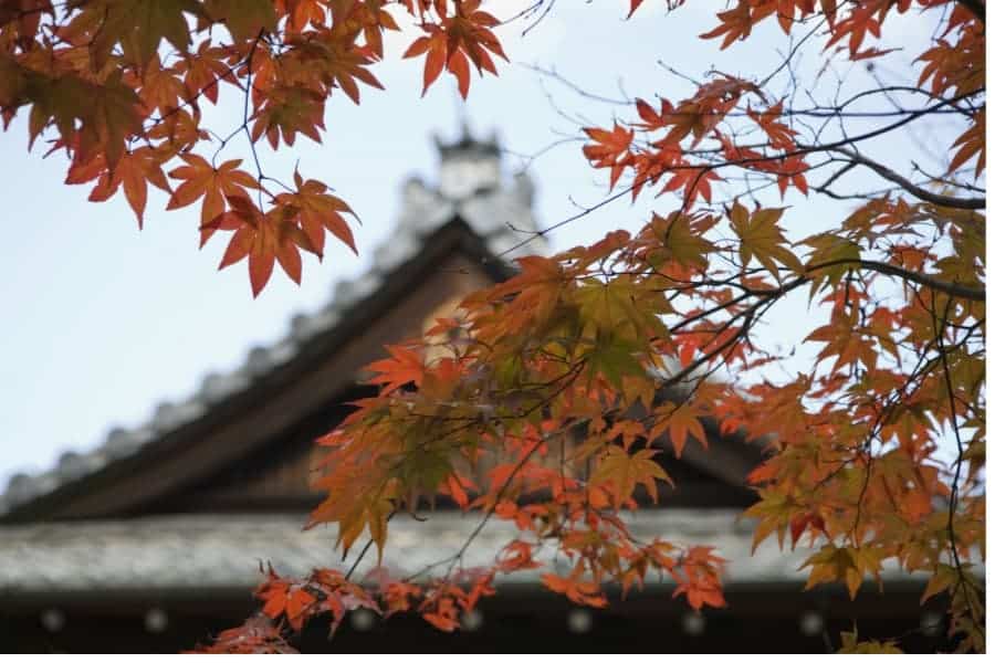 Areas of Your Roof That May Need Repair