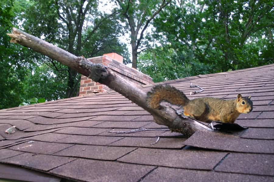 Rodent On Roof