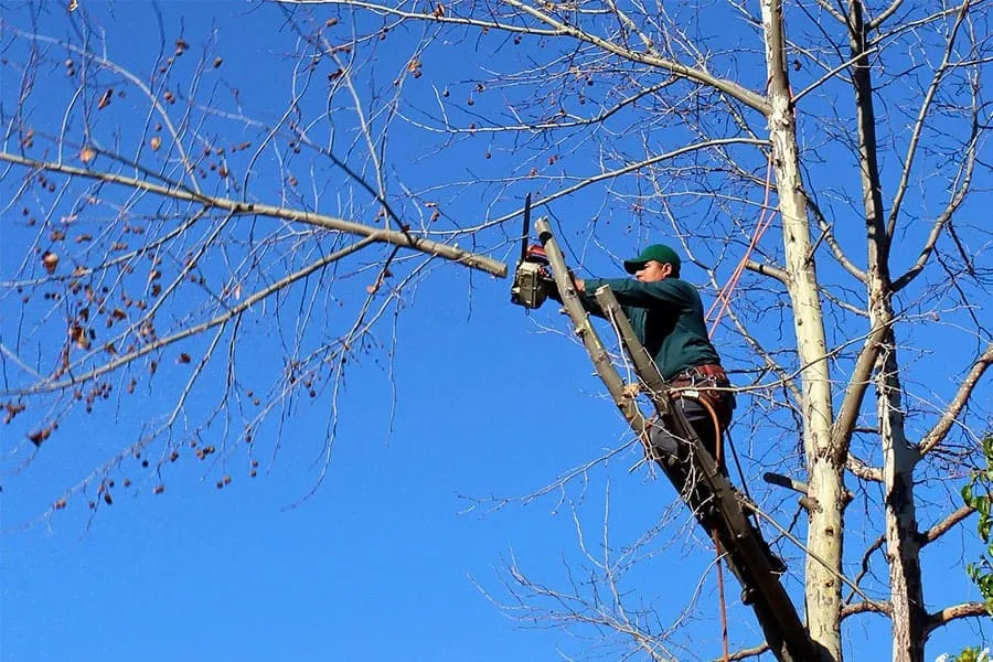 Professional Roof repair in Seguin TX Cutting Tree