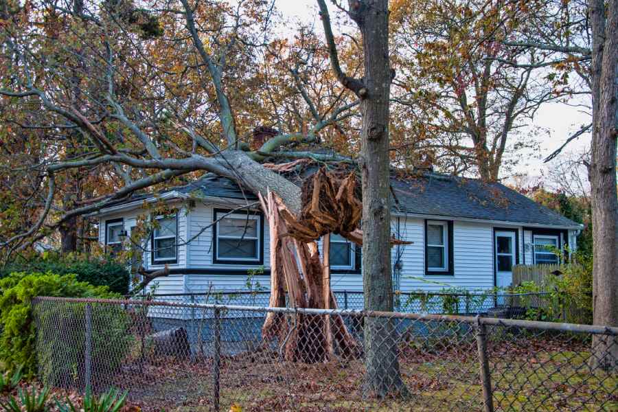 Fallen Tree on House
