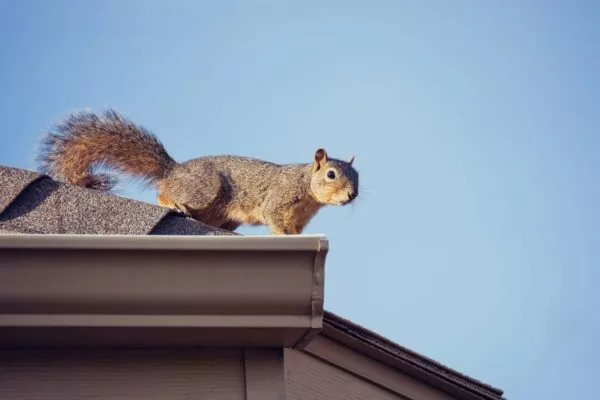 A squirrel perched on a roof inspected by Austin Roofers.
