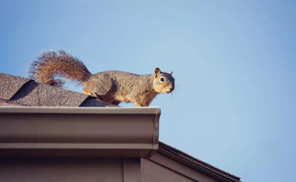 A squirrel perched on a roof inspected by Austin Roofers.