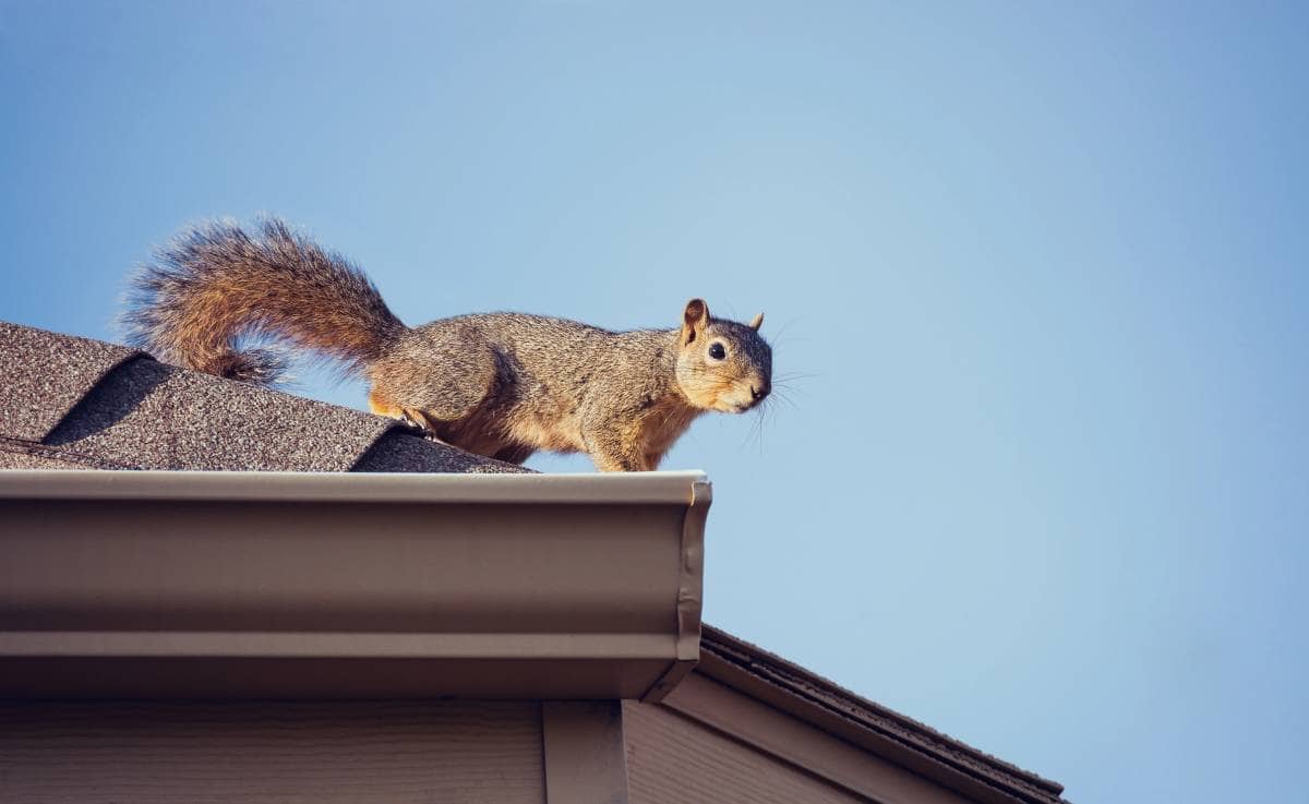 A squirrel perched on a roof inspected by Austin Roofers.