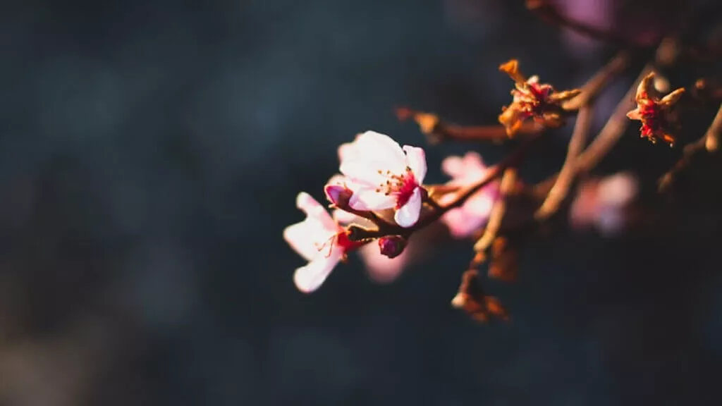 Cherry Blossom to inspire hope for clients with anxiety and trauma in san diego