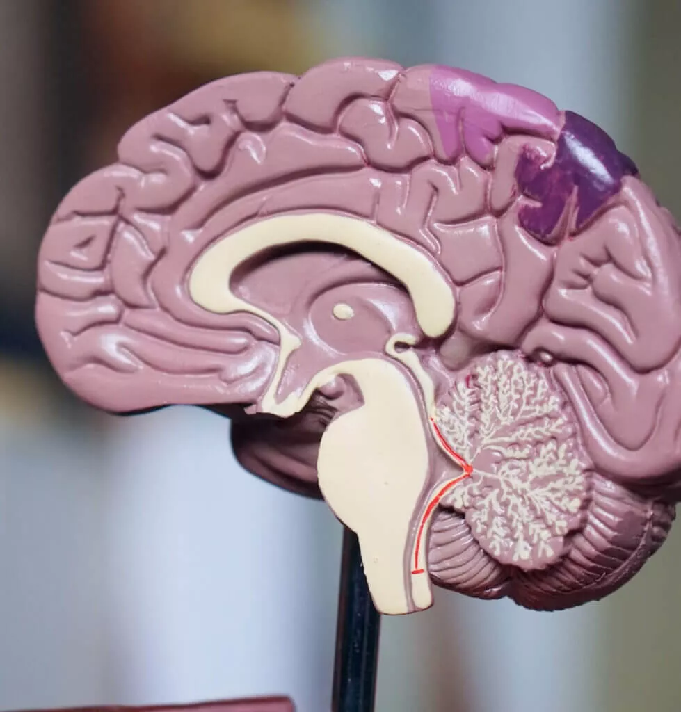 brain graphic to display areas affected by depression, anxiety, and trauma before somatic therapy session in san diego