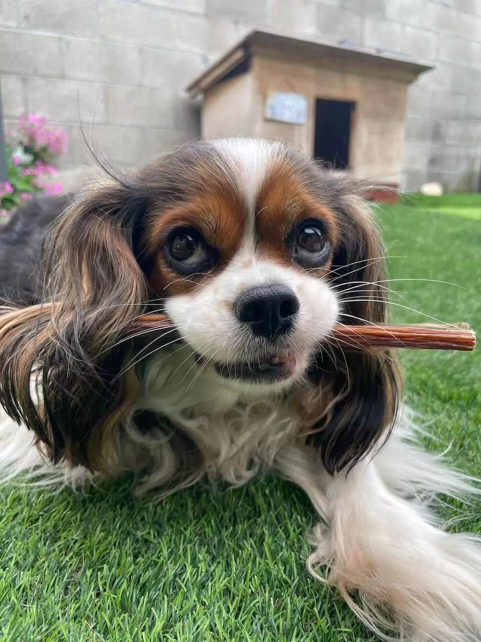 Cavalier King Charles Spaniel dog with a chew treat