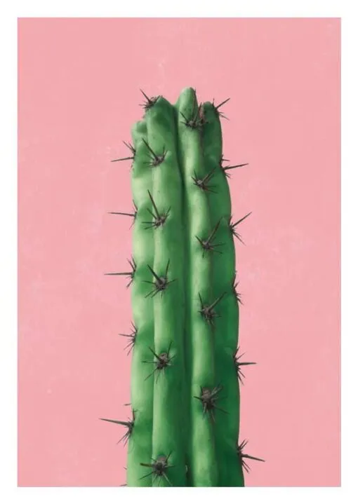 Cactus en Rose - The Postcard Society