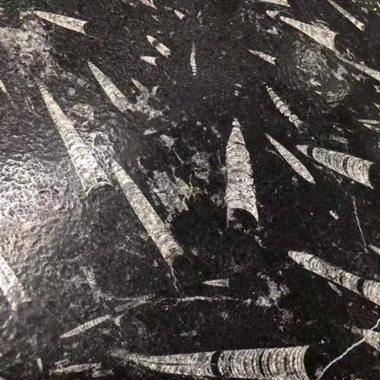 レア　ブリエスタ　black marble Marazzi - Classentino Marble 24 in. x 24 in. Porcelain Tile
