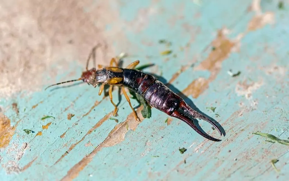The Earwig in Texas | Myths and Facts
