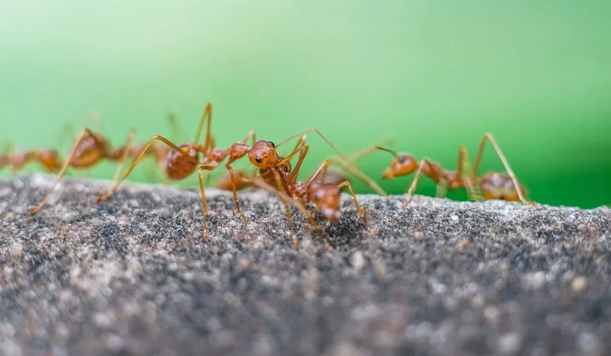 ants