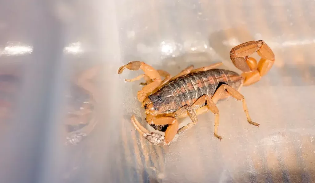 Close-up of Striped Bark Scorpions with distinctive stripes and elongated pincers