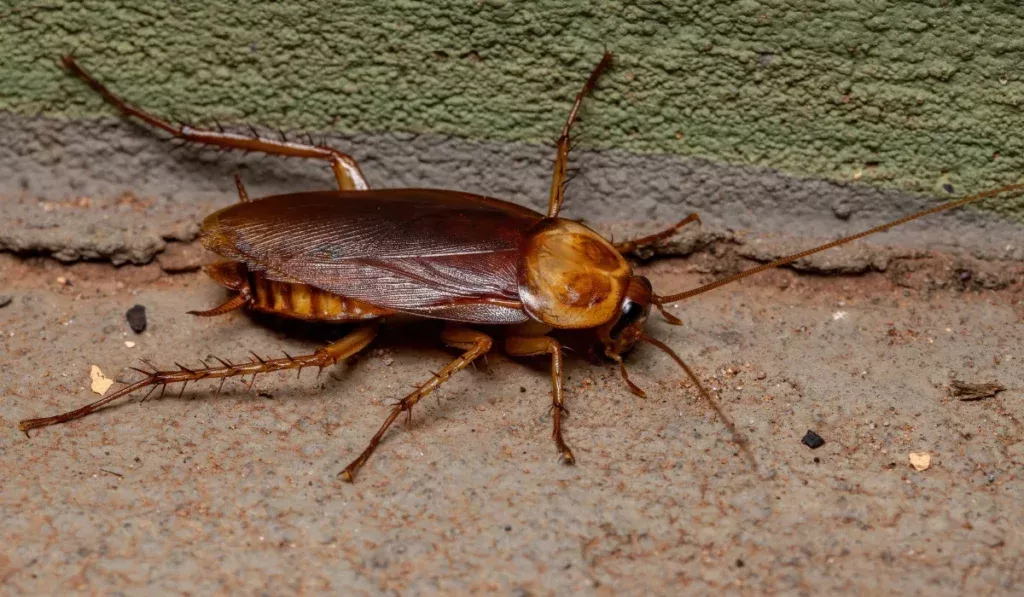 American-Cockroach