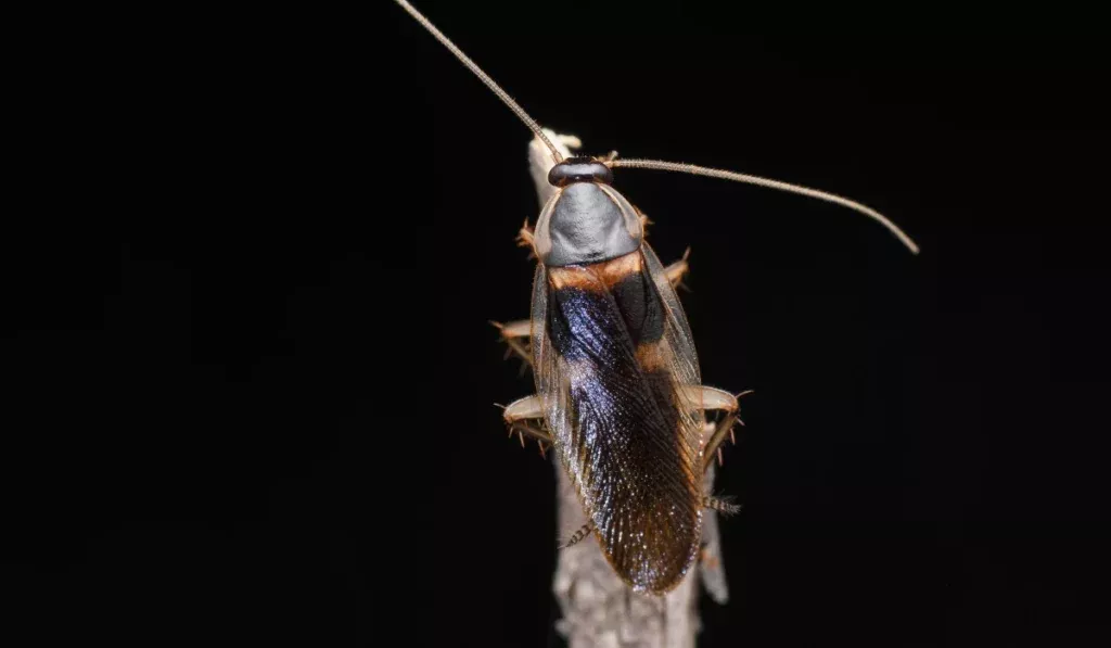 Brown-Banded-Cockroach